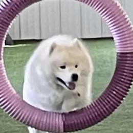 Samoyeds from T&M Samoyeds