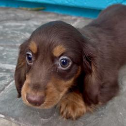 GODIVA (purple) - Chocolate and tan female Dachshund puppy in Vero Beach, Florida from Joseph’s Dachshunds