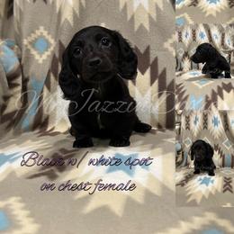 Dachshund Puppies from McJazzin Doxies