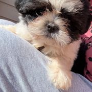Light Brown - Black and white Shorkie puppy in Toccoa, Georgia from Shorkie & Shih Tzu Haven