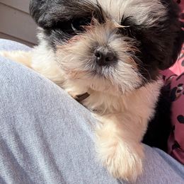 Light Brown - Black and white Shorkie puppy in Toccoa, Georgia from Shorkie & Shih Tzu Haven