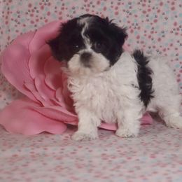 Shihpoo Puppies from Sherry’s Shih-Poos