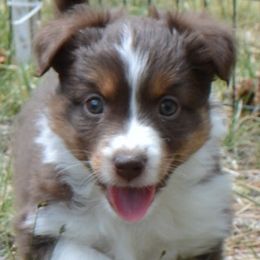 Angel Wings - Red tri-color Miniature American Shepherd puppy in Colorado from Mountain Cross Minis