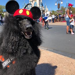 Raffi - Poodle