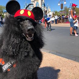 Raffi - Poodle