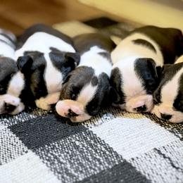 Boston Terrier puppies from Bluewater Bostons