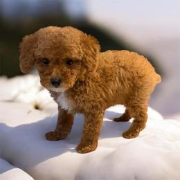 Diego - Red  male Poodle puppy in Davie, Florida from Dave Poodles