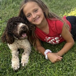 Australian Labradoodle All Grown Up from Clinch River Labradoodles
