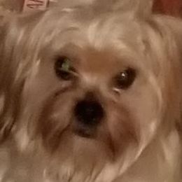 Yorkshire Terriers from 1st St Yorkies