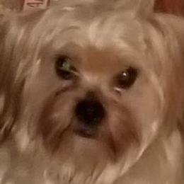 Yorkshire Terriers from 1st St Yorkies
