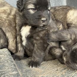 Aussiedoodle and Sarplaninac Puppies from Pesky Redneck Mini Ranch