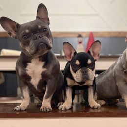 French Bulldogs from Mountain State Frenchies