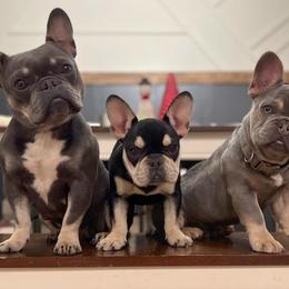French Bulldogs from Mountain State Frenchies