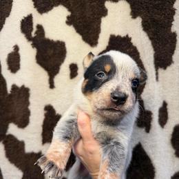 Alfalfa - Blue speckled male Australian Cattle Dog puppy in Rosharon, Texas from 4Surge Cattle Dogs