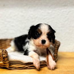 Mr. Orange - Tri-color male Cavalier King Charles Spaniel puppy in Port Richey, Florida from Sunshine State Cavaliers