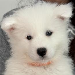 Mishka (Orange Girl) - White female Samoyed puppy in White Bear Lake, Minnesota from Nakawe (nah-COW-weh) Samoyeds