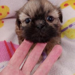 Paige - Red female Shih Tzu puppy in Sulpher Springs, Texas from Pams Precious Shih Tzus