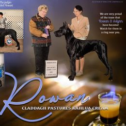 Great Danes and Russell Terriers from Claddagh Pastures