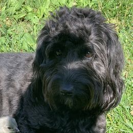 Maggie - Goldendoodle