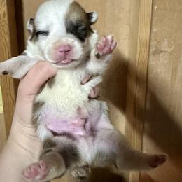 Sable boy 2 - Sable male Pembroke Welsh Corgi puppy in Clinton, Tennessee from High Hopes Farm