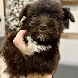 Miniature Schnauzer Puppies from Fancy Farms + Pups