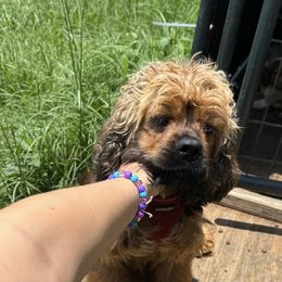 Hazel - Cocker Spaniel