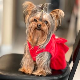 Chloe - Yorkshire Terrier