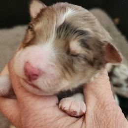 Briar - Red merle male Aussiedoodle puppy in Mount Clare, West Virginia from Pineview Farms Australian Shepherds