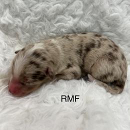 Girl 3 - Red merle female Miniature Australian Shepherd puppy in Roseville, California from Golden State Mini Aussies