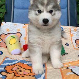 Siberian Husky Puppies from Canace Siberians