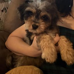 Cavapoo Puppies from Panda Puppies