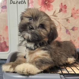 Dareth - Brown male Lhasa Apso puppy in Jefferson, New York from Absolute Lhasa Love