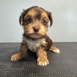 Mocha - Chocolate and tan female Yorkshire Terrier puppy in Knoxville, Tennessee from Rainbow Bliss Yorkies