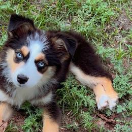 Miniature Australian Shepherds from Black Mamba