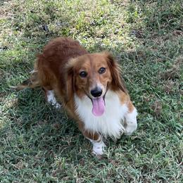 Copper - Dachshund