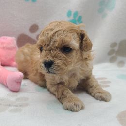 Gidget - Apricot female Poodle puppy in Kannapolis, North Carolina from Carolina Poodle Palace