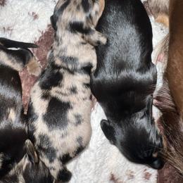 AKC Black and tan dapple girl - Dapple female Dachshund puppy in Tazewell, Virginia from Appalachian Dachshunds