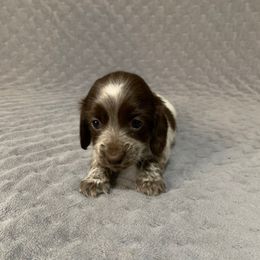 Girl 2 - Piebald female Dachshund puppy in Vinton, Iowa from Lerch Family Dachshunds