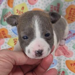 Cutie Pie - Blue white and tan female Rat Terrier puppy in Rio Vista, California from CaliRats Rat Terriers