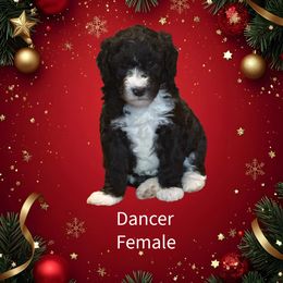 Dancer - Black and white female Sheepadoodle puppy in Candler, North Carolina from Celia's Sheepadoodles