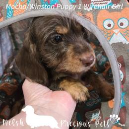 Puppy 1 - Chocolate and tan female Dachshund puppy in Anamosa, Iowa from Melsh Precious Pets