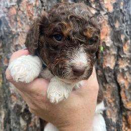 Aspen green collar - Brown and white male Aussiedoodle puppy in Clarkston, Washington from Doodle & Poodle Palace