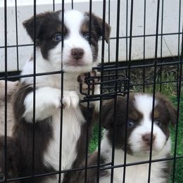 Miniature American Shepherd Puppies from All That Auss Mini Aussies