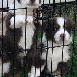 Miniature American Shepherd Puppies from All That Auss Mini Aussies