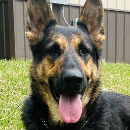 Rinn - German Shepherd
