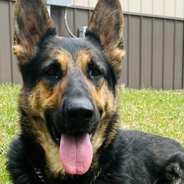 Rinn - German Shepherd