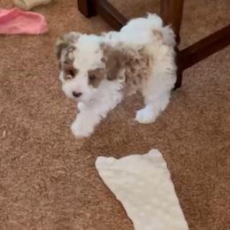Tucker - Tri-color male Cavapoo puppy in Cedar City, Utah from Pearson's Poodles