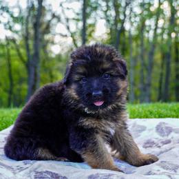Cream collar - Black and red female German Shepherd puppy in Howell, Michigan from Sheyenne Buentello's German Shepherds