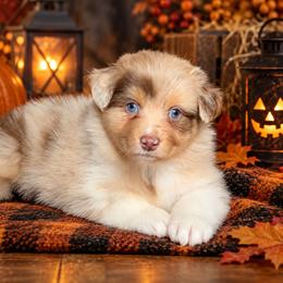 Silk - Red merle female Australian Shepherd puppy in Fultonville, New York from Sandy Aussies, Mini Dachshunds & Pomeranians