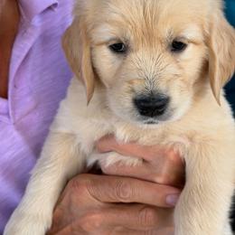 Kenny - Golden male Golden Retriever puppy in Peoria, Arizona from Westwing Retrievers